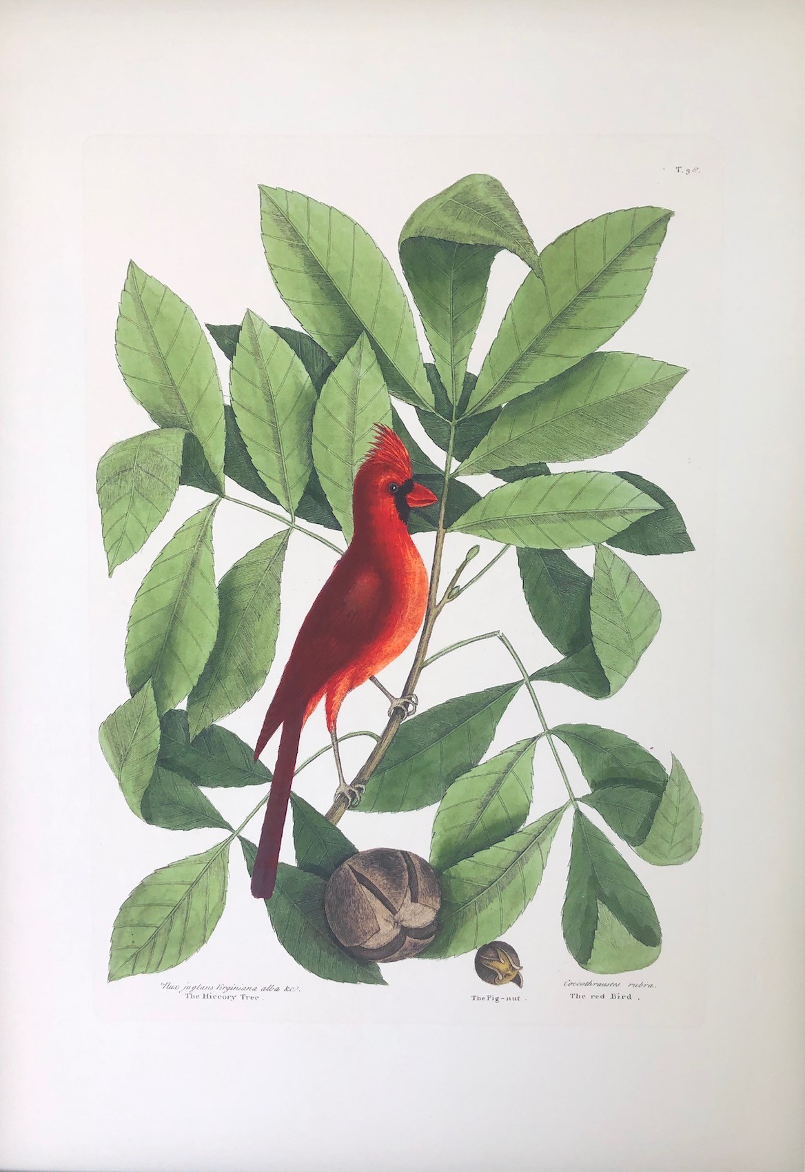 The Cardinal Red Bird