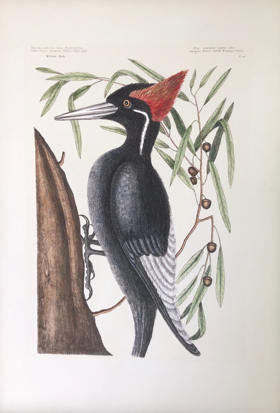 The Largest White Billed Woodpecker