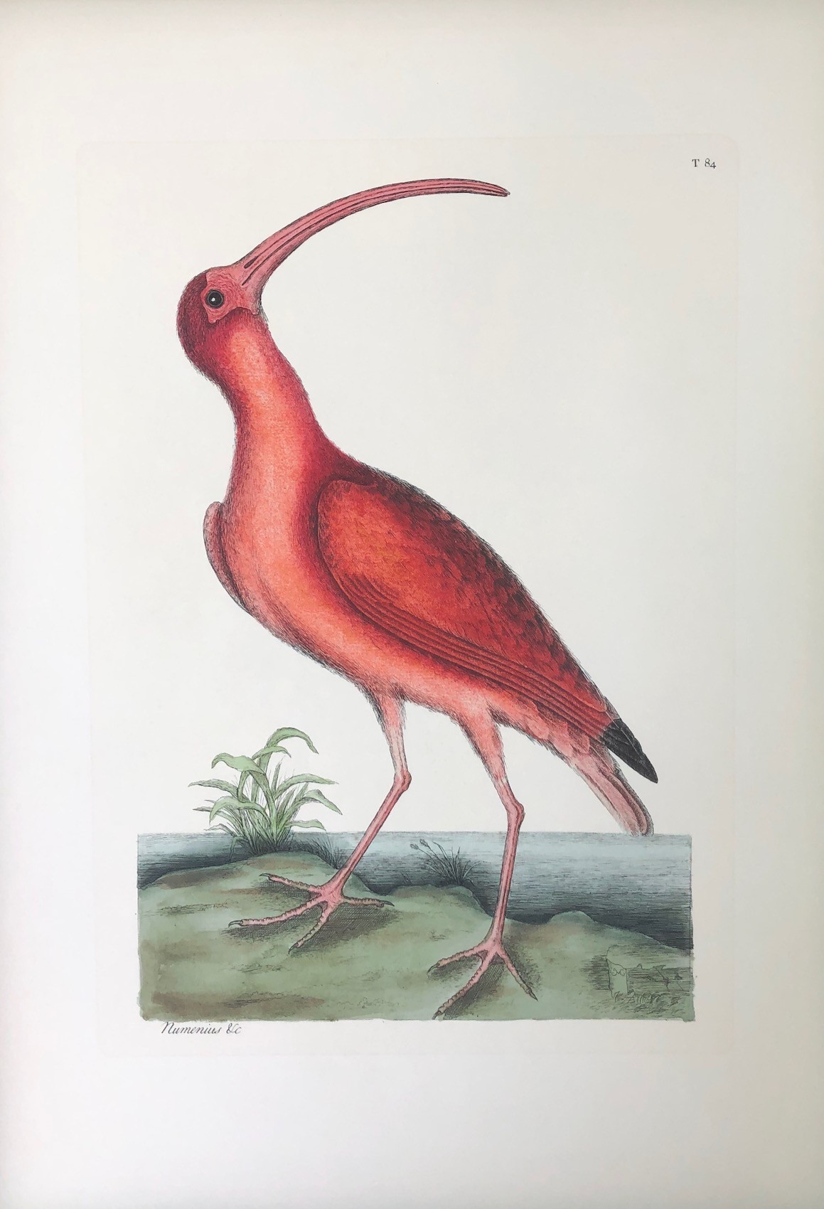 The Red Curlew