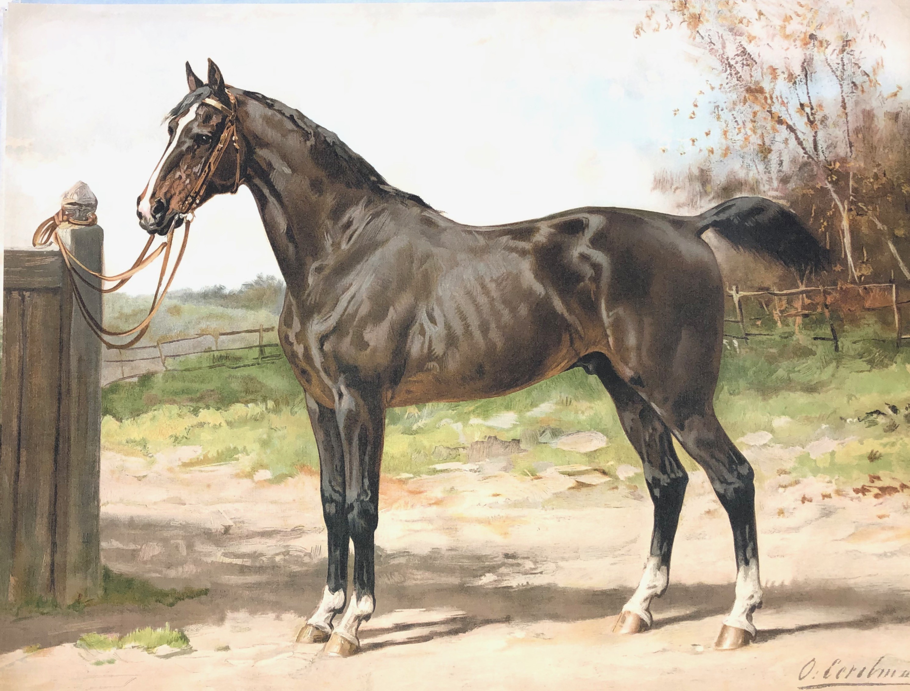 Hunter Horse