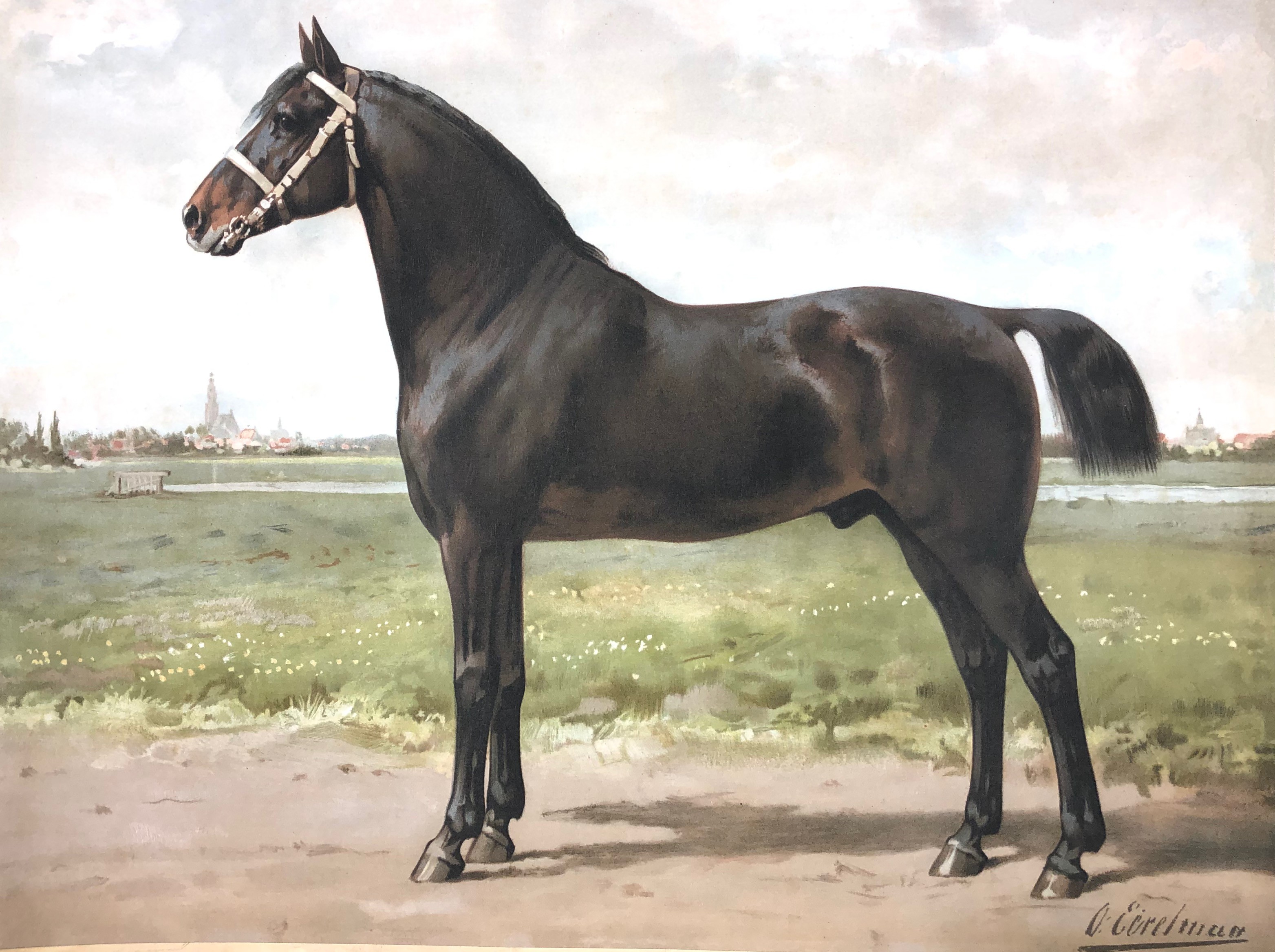 Eerelman Horse #2