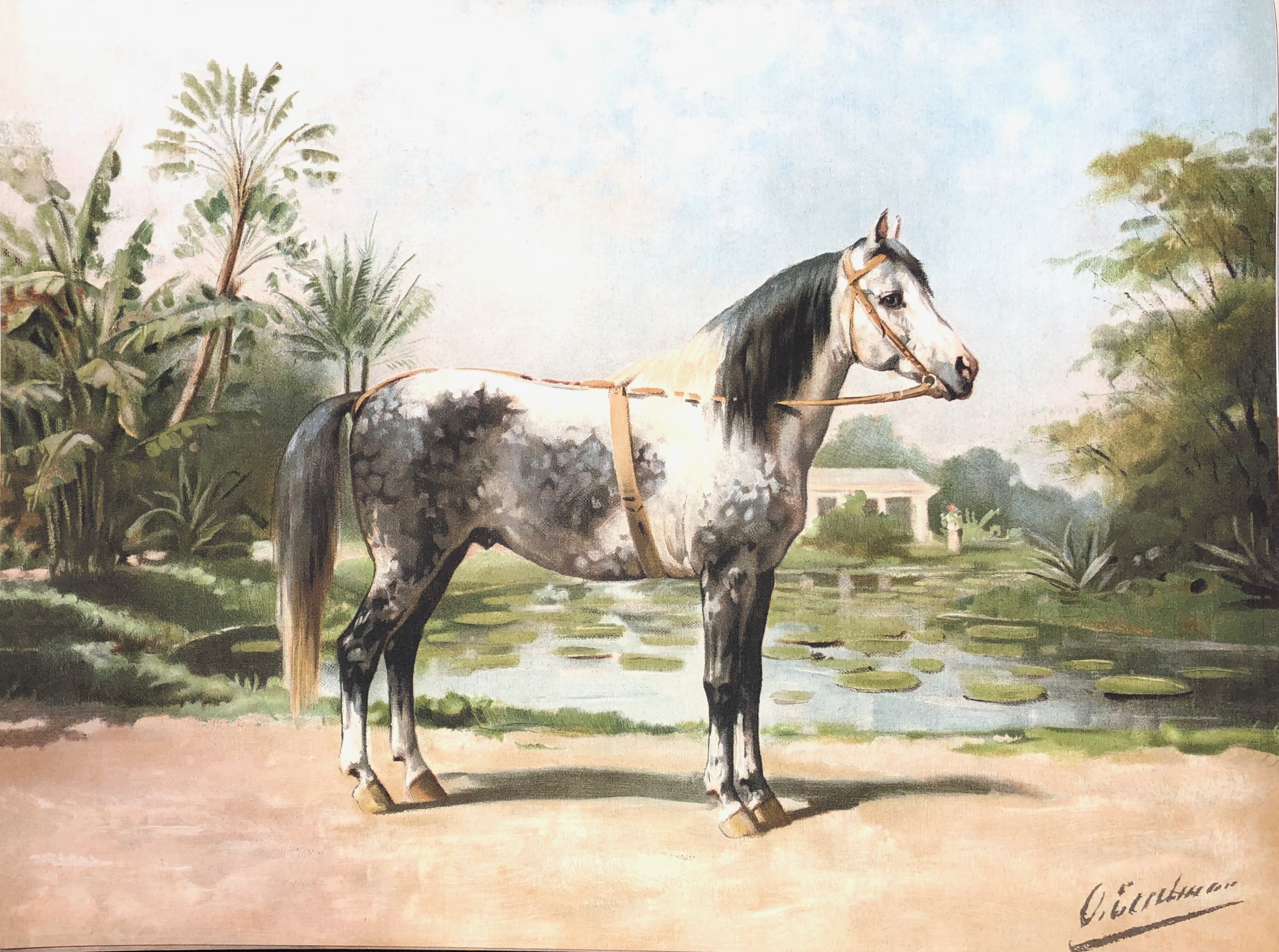 Eerelman Horse #5