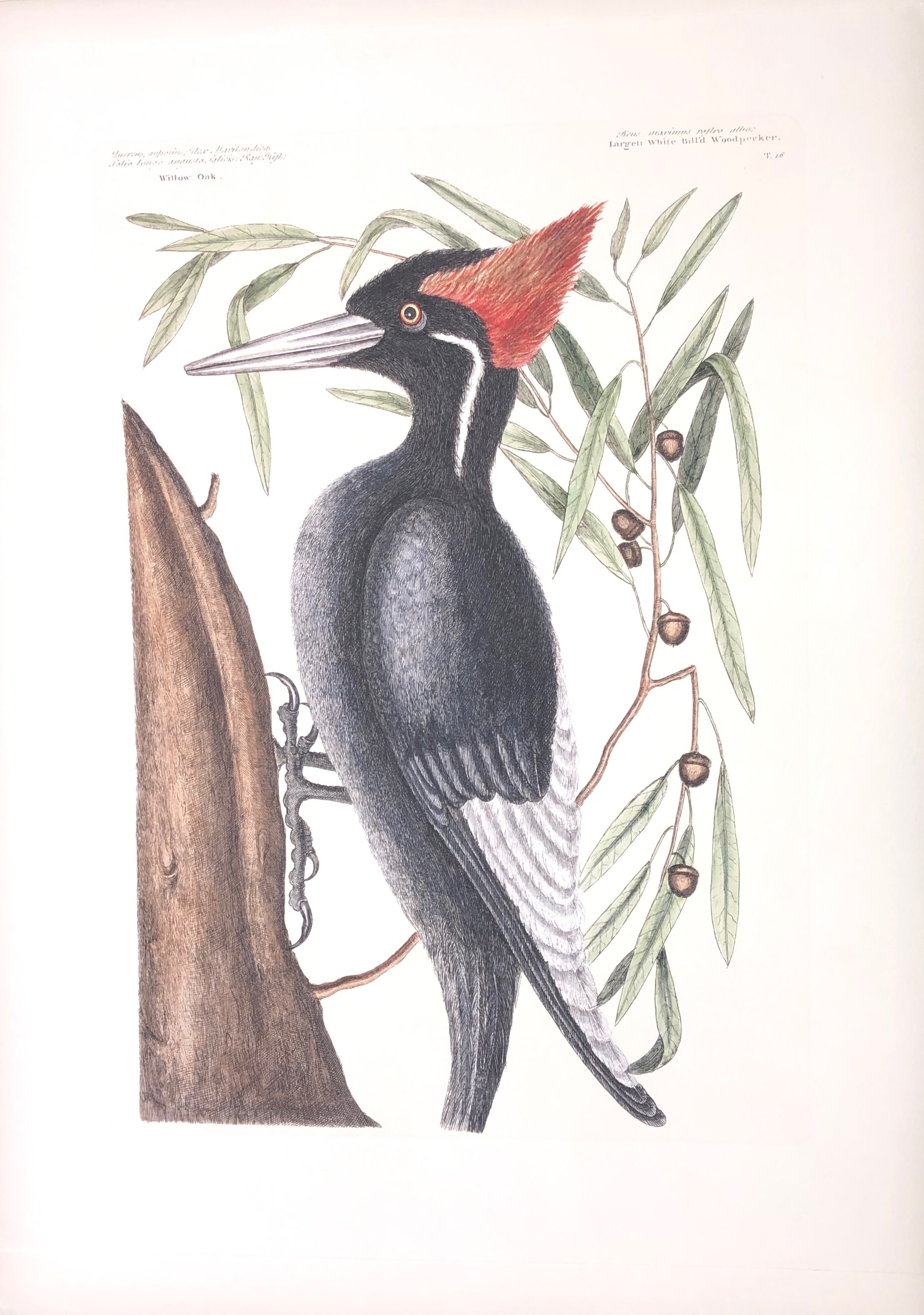 The Ivory Billed Woodpecker