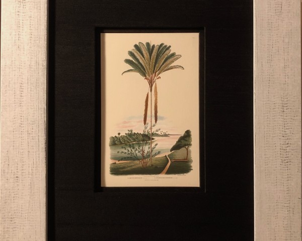Art > Exotic Palm Tree Prints